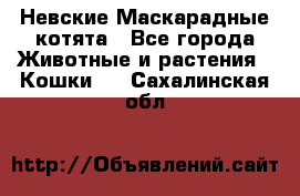 Невские Маскарадные котята - Все города Животные и растения » Кошки   . Сахалинская обл.